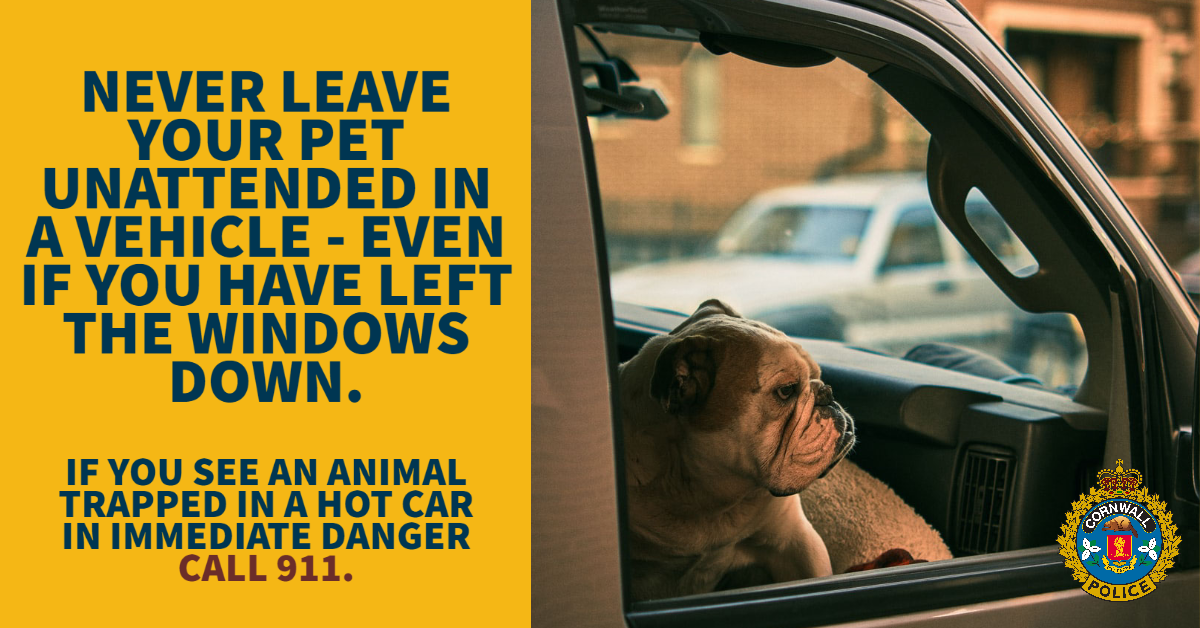 Pets in cars
